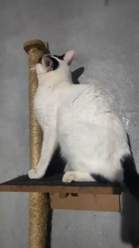 Flynn, gato de porte médio para adoção em Queimados - RJ