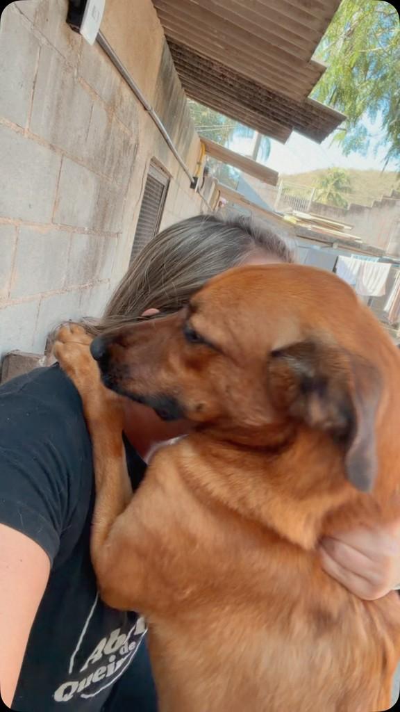 Cheetos, cachorro de porte médio para adoção em Queimados - RJ