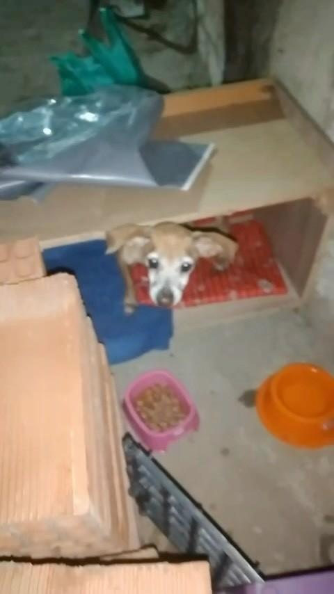 Pinscher Bravezo, cachorro de porte pequeno para adoção em Queimados - RJ