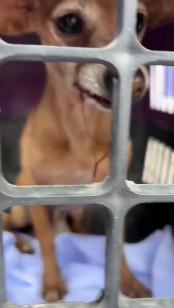 Dobby, cachorro de porte pequeno para adoção em Queimados - RJ