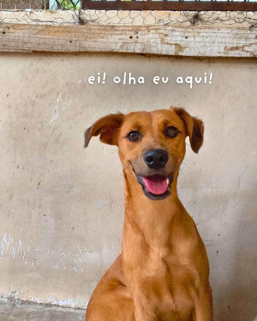 Focaccia, cadela de porte pequeno para adoção em Queimados - RJ