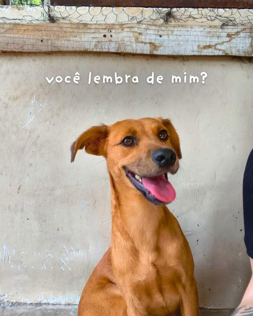 Focaccia, cadela de porte pequeno para adoção em Queimados - RJ — foto 2 de 5