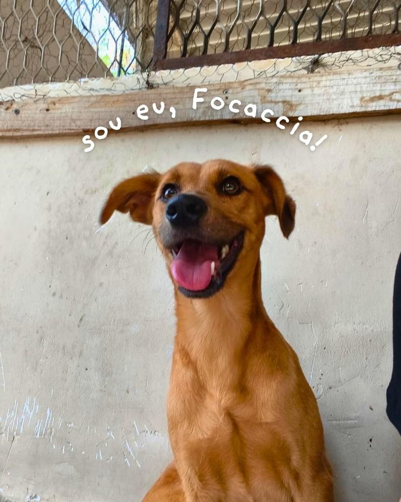 Focaccia, cadela de porte pequeno para adoção em Queimados - RJ — foto 3 de 5