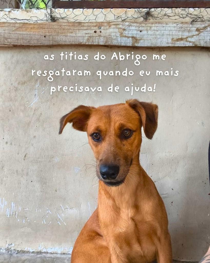 Focaccia, cadela de porte pequeno para adoção em Queimados - RJ — foto 4 de 5