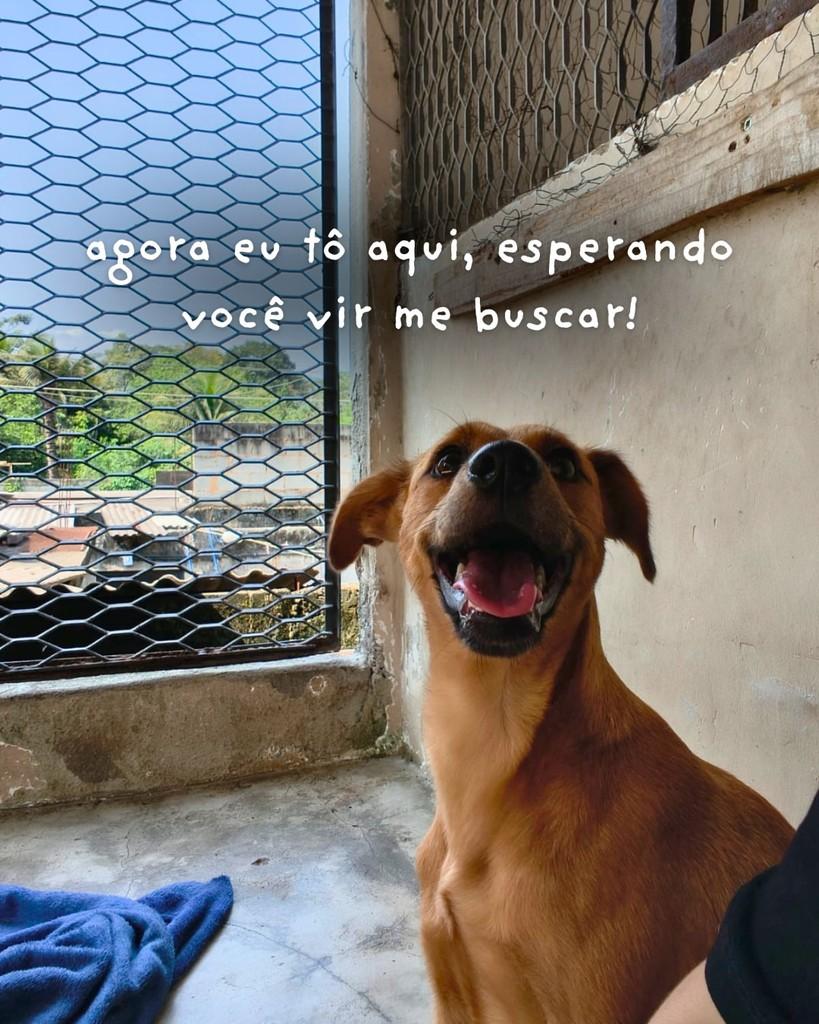 Focaccia, cadela de porte pequeno para adoção em Queimados - RJ — foto 5 de 5