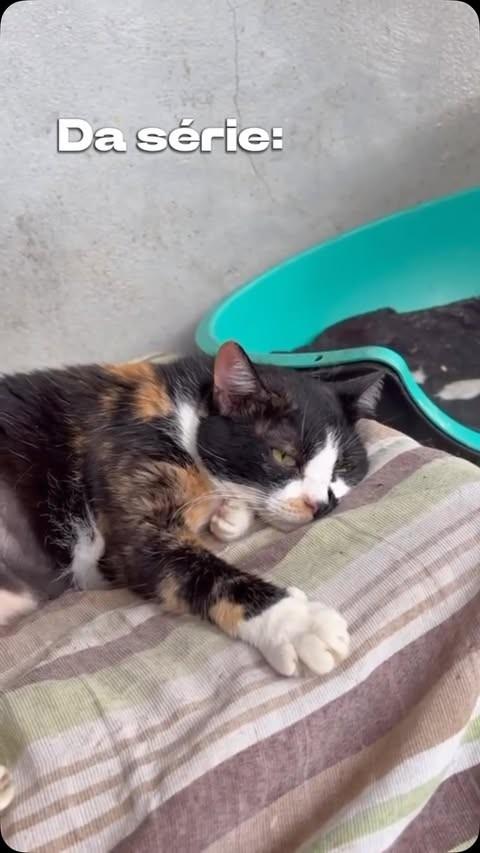 Lolla, gata de porte médio para adoção em Queimados - RJ