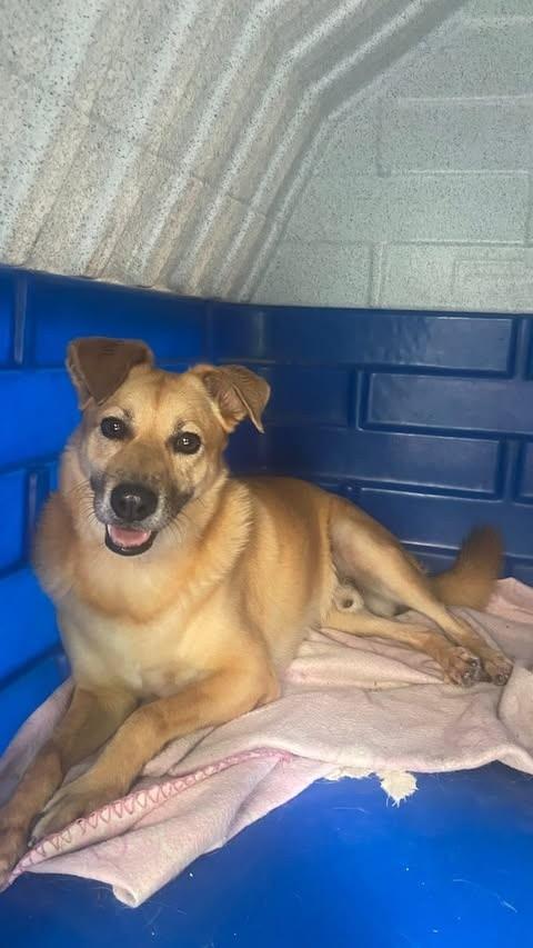 Toffee, cachorro de porte pequeno para adoção em Rio de Janeiro - RJ