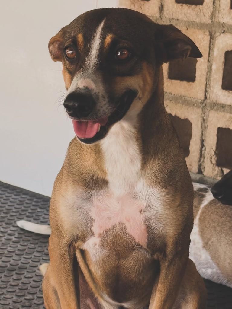 Nescau, cachorro de porte médio para adoção em Jaboatão dos Guararapes - PE