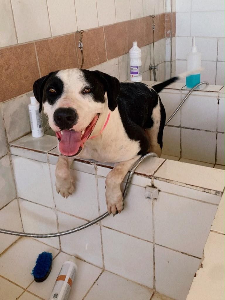 Frederico, cachorro de porte grande para adoção em Jaboatão dos Guararapes - PE