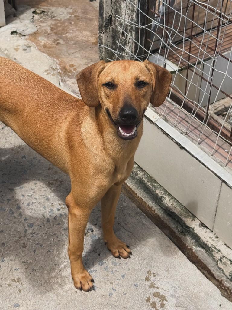 Beto, cachorro de porte médio para adoção em Jaboatão dos Guararapes - PE