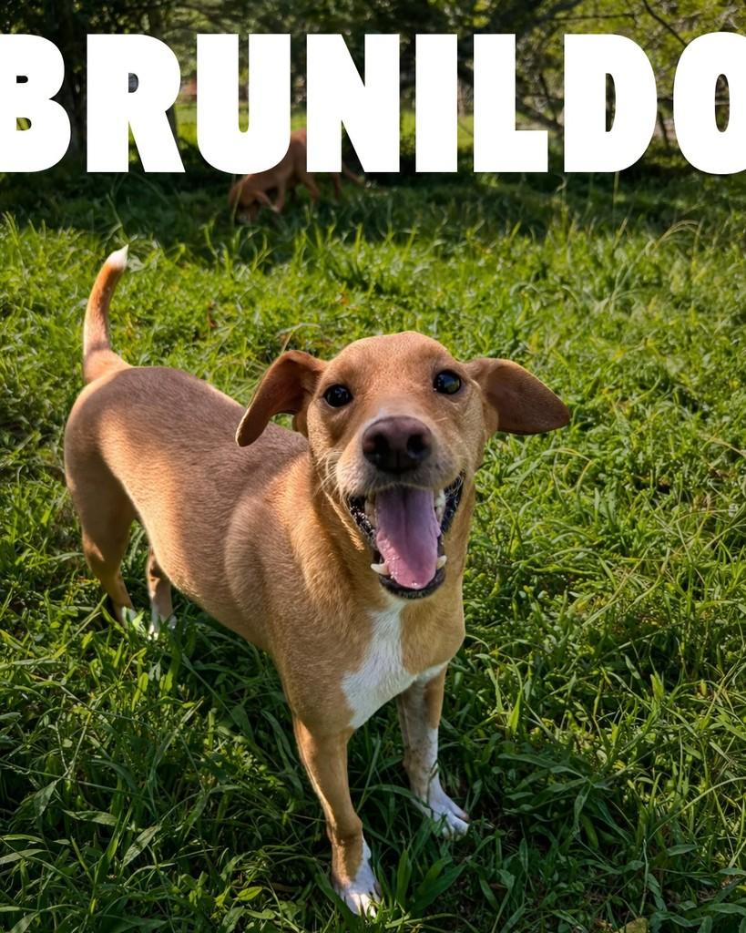 Brunildo, cachorro de porte pequeno para adoção em Porto Alegre - RS