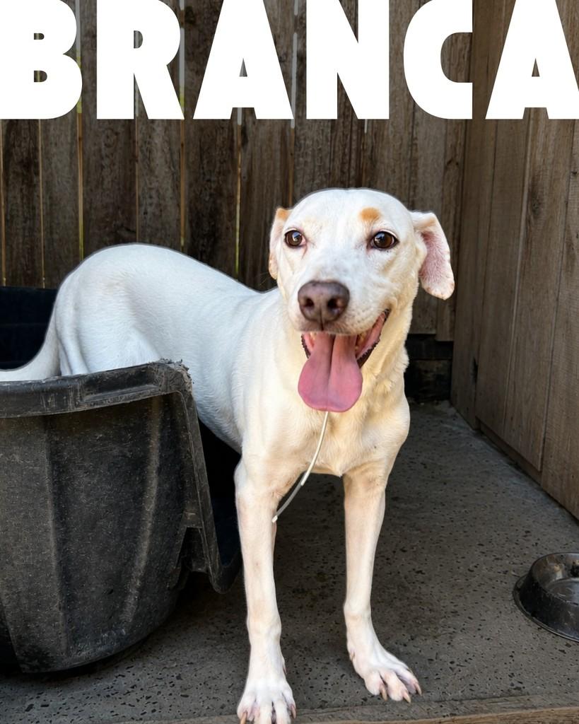 Branca, cachorro de porte médio para adoção em Porto Alegre - RS
