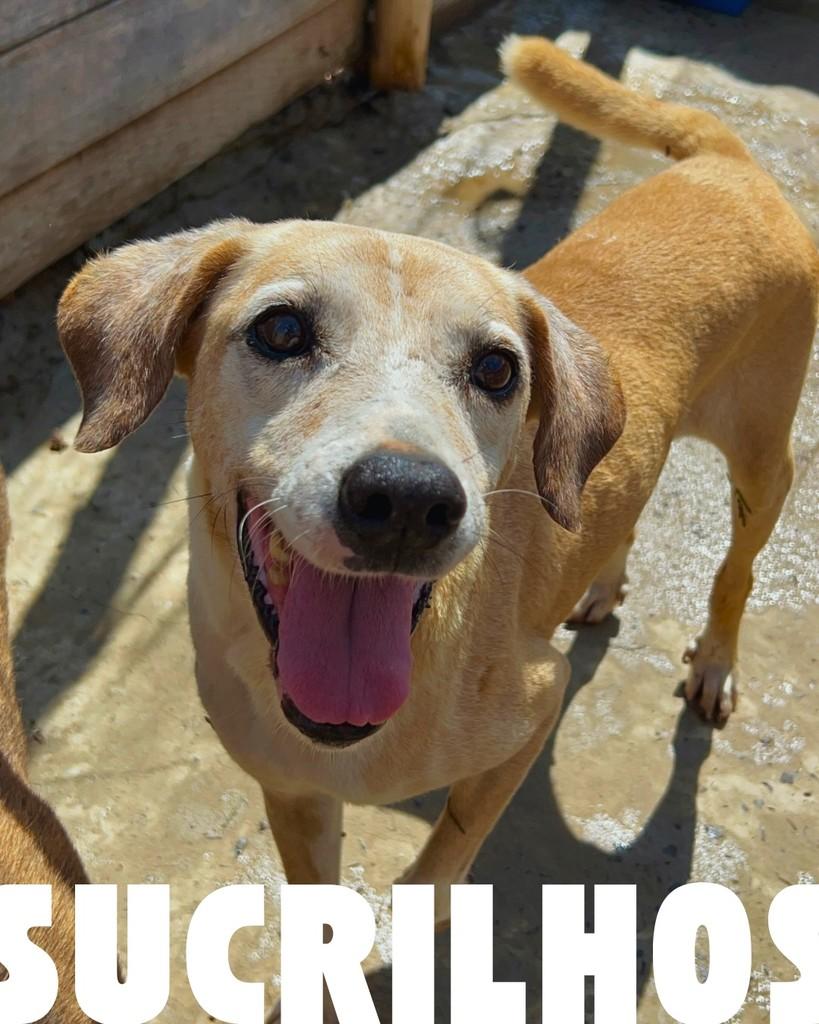 Sucrilhos, cachorro para adoção em Porto Alegre - RS