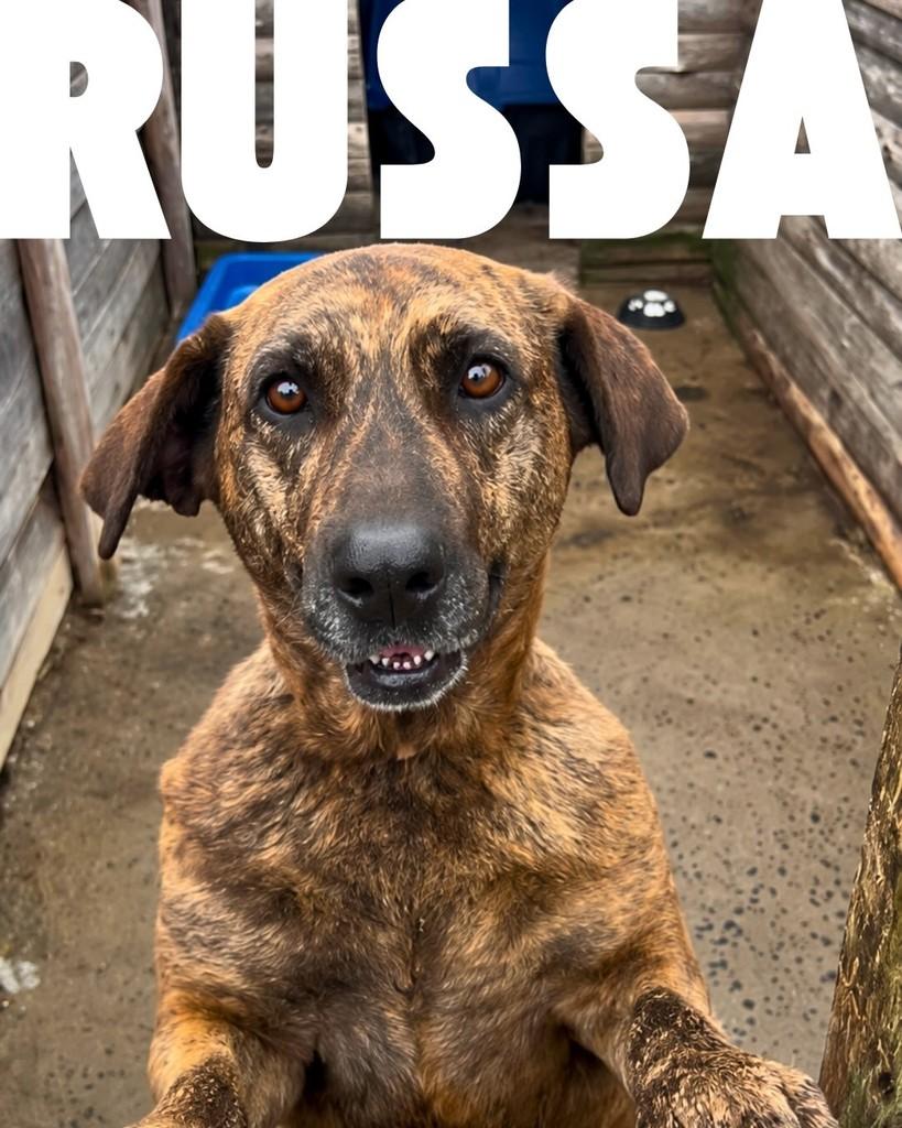 Russa, cadela de porte médio para adoção em Porto Alegre - RS