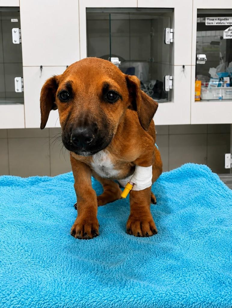 Caramelinho, cachorro de porte pequeno para adoção em Porto Alegre - RS