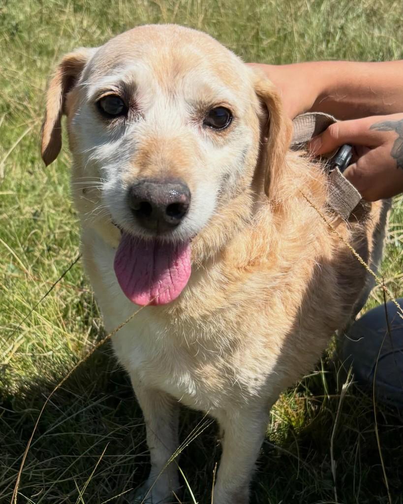 Juninho, cachorro de porte pequeno para adoção em Porto Alegre - RS