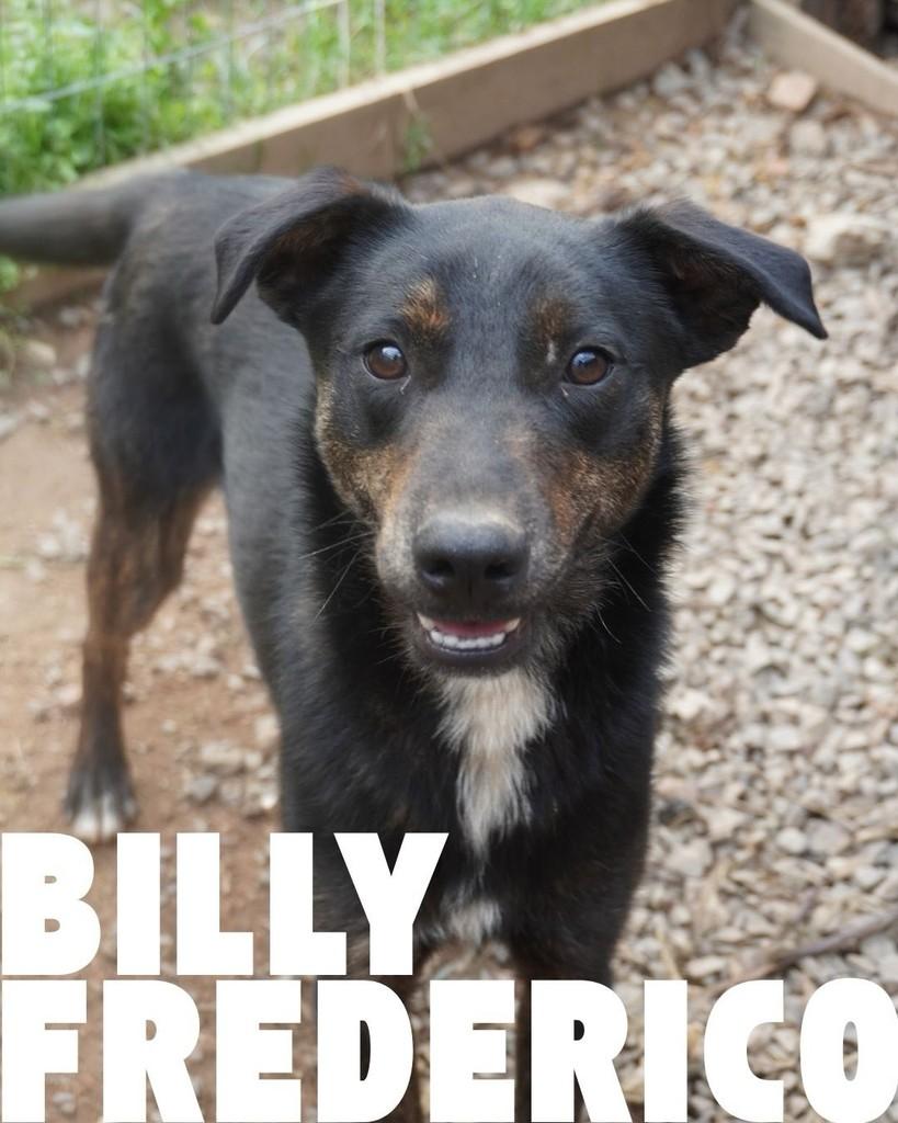 Billy Frederico, cachorro de porte pequeno para adoção em Porto Alegre - RS