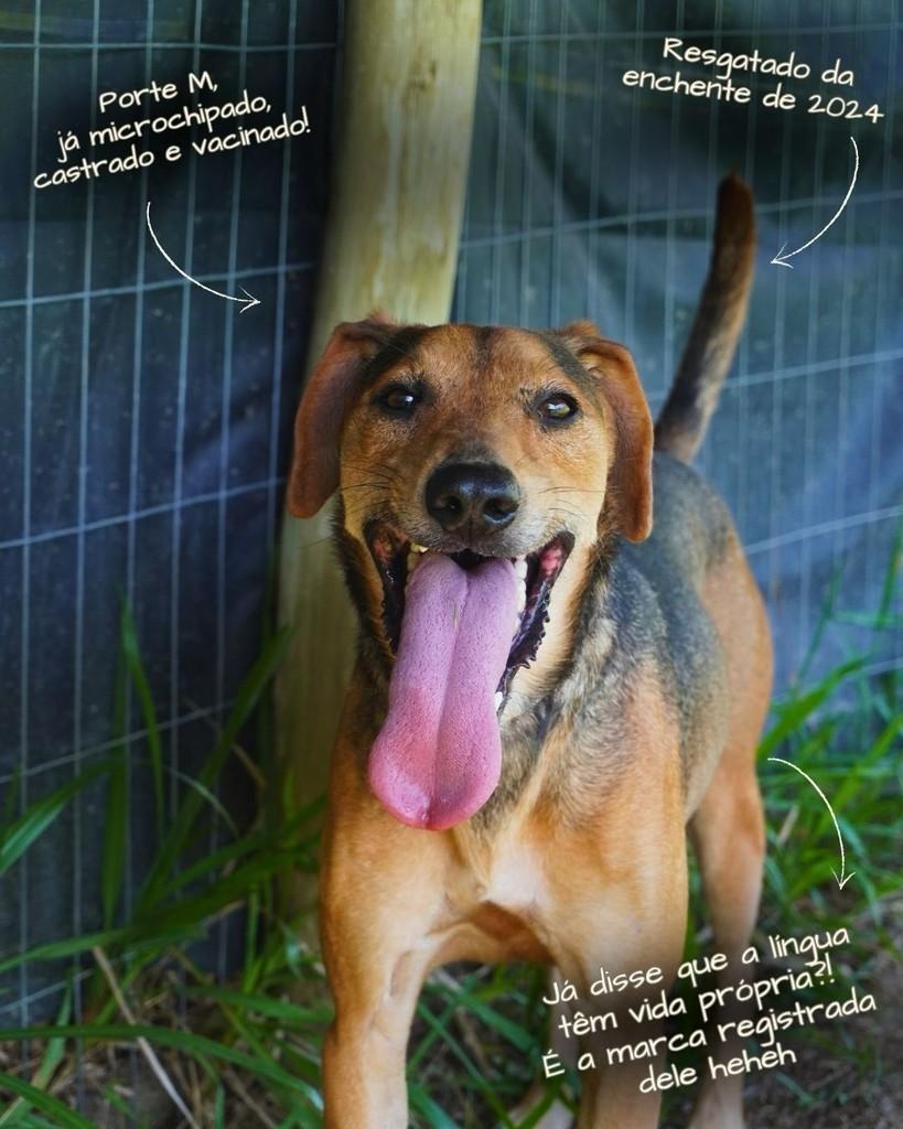 Major, cachorro de porte médio para adoção em Porto Alegre - RS