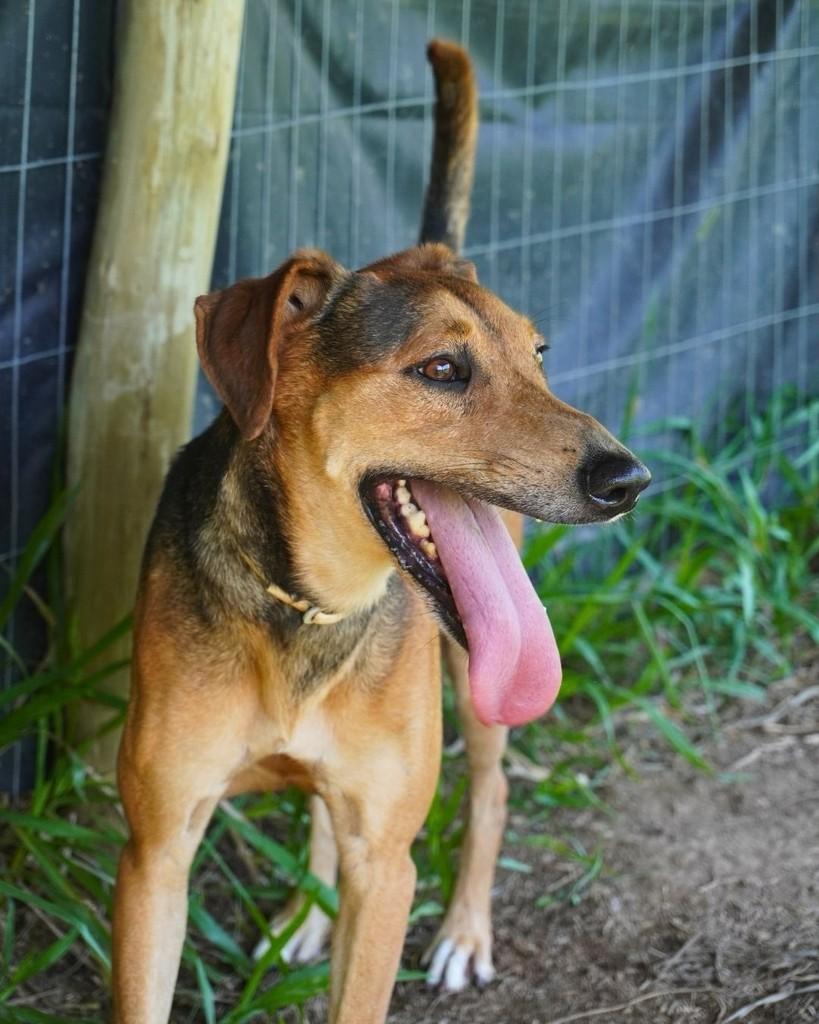 Major, cachorro de porte médio para adoção em Porto Alegre - RS — foto 2 de 3