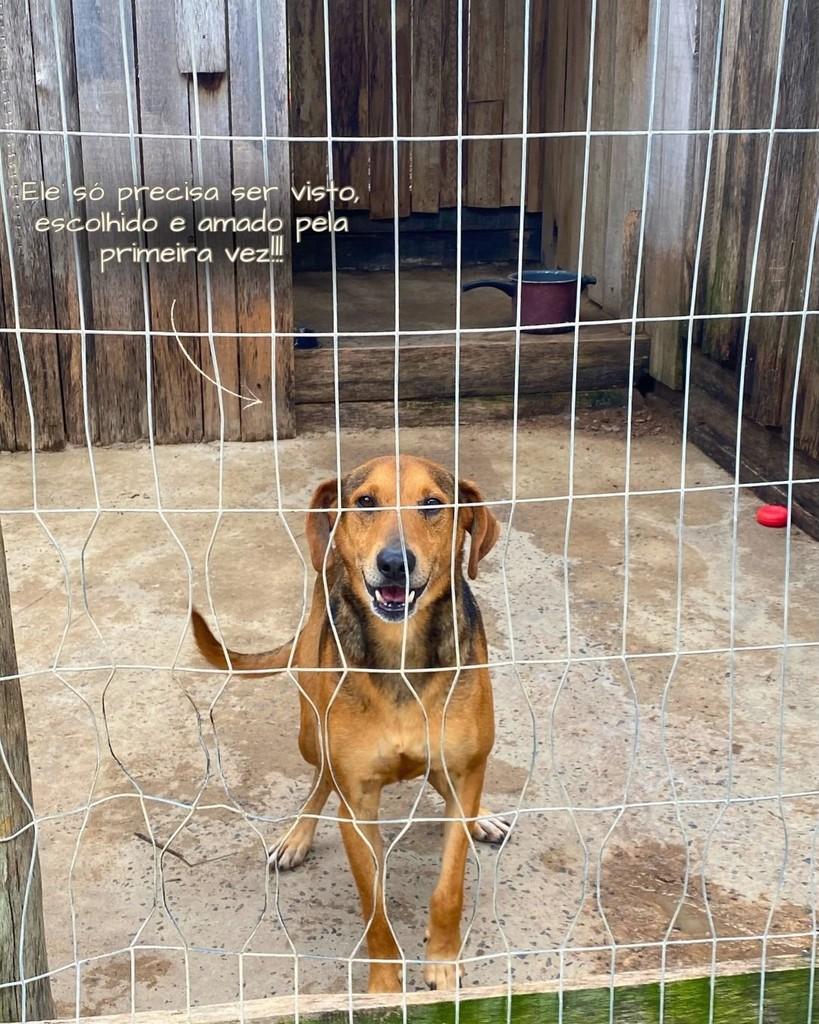 Major, cachorro de porte médio para adoção em Porto Alegre - RS — foto 3 de 3