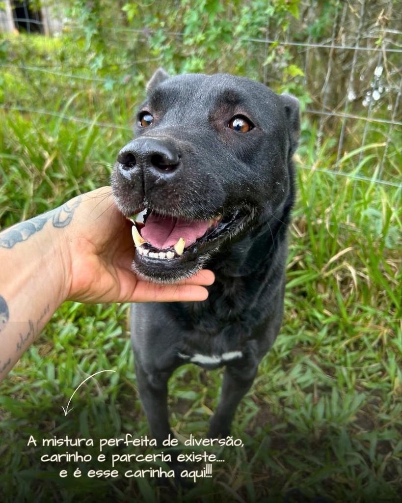 Coxinha, cachorro de porte médio para adoção em Porto Alegre - RS