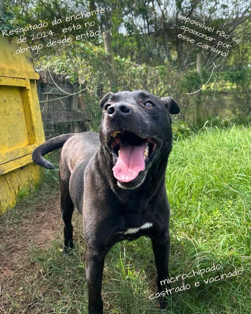 Coxinha, cachorro de porte médio para adoção em Porto Alegre - RS — foto 2 de 4
