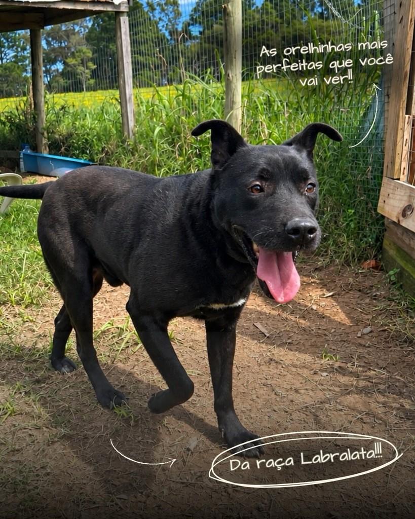 Coxinha, cachorro de porte médio para adoção em Porto Alegre - RS — foto 3 de 4