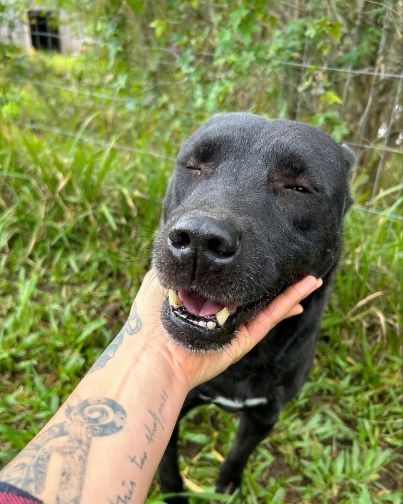 Coxinha, cachorro de porte médio para adoção em Porto Alegre - RS — foto 4 de 4