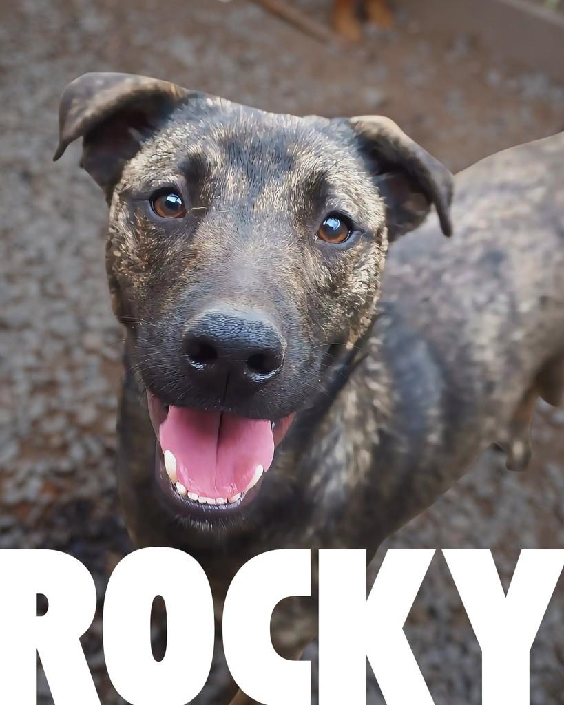 Rocky, cachorro de porte médio para adoção em Porto Alegre - RS