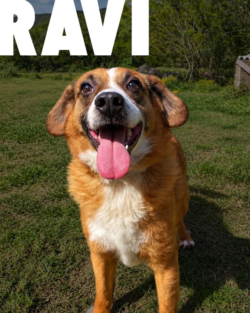 Ravi, cachorro de porte médio para adoção em Porto Alegre - RS