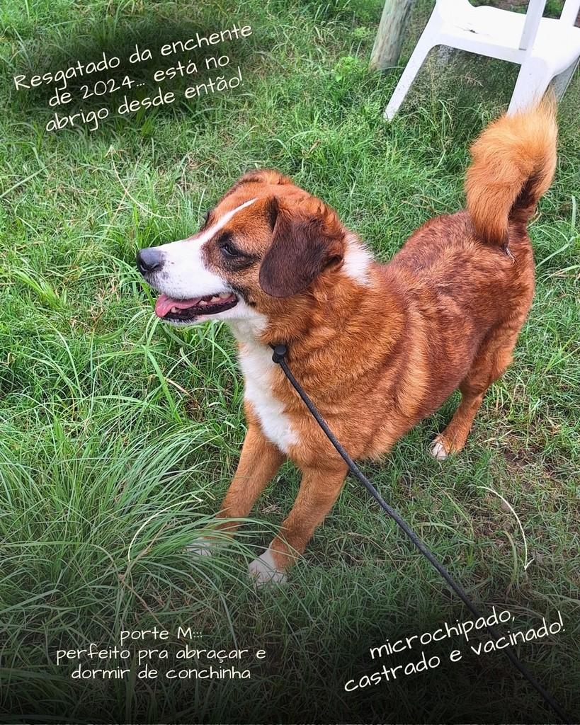 Ravi, cachorro de porte médio para adoção em Porto Alegre - RS — foto 2 de 8