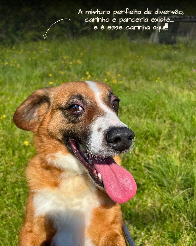 Ravi, cachorro de porte médio para adoção em Porto Alegre - RS — foto 3 de 8