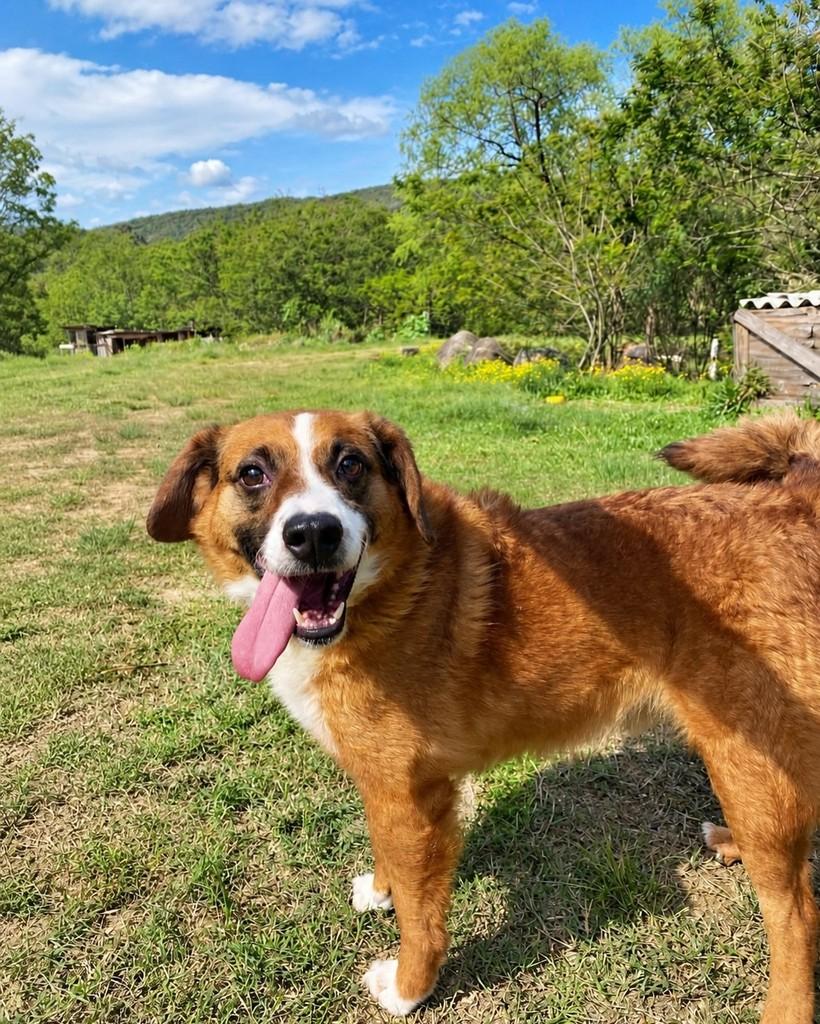 Ravi, cachorro de porte médio para adoção em Porto Alegre - RS — foto 4 de 8