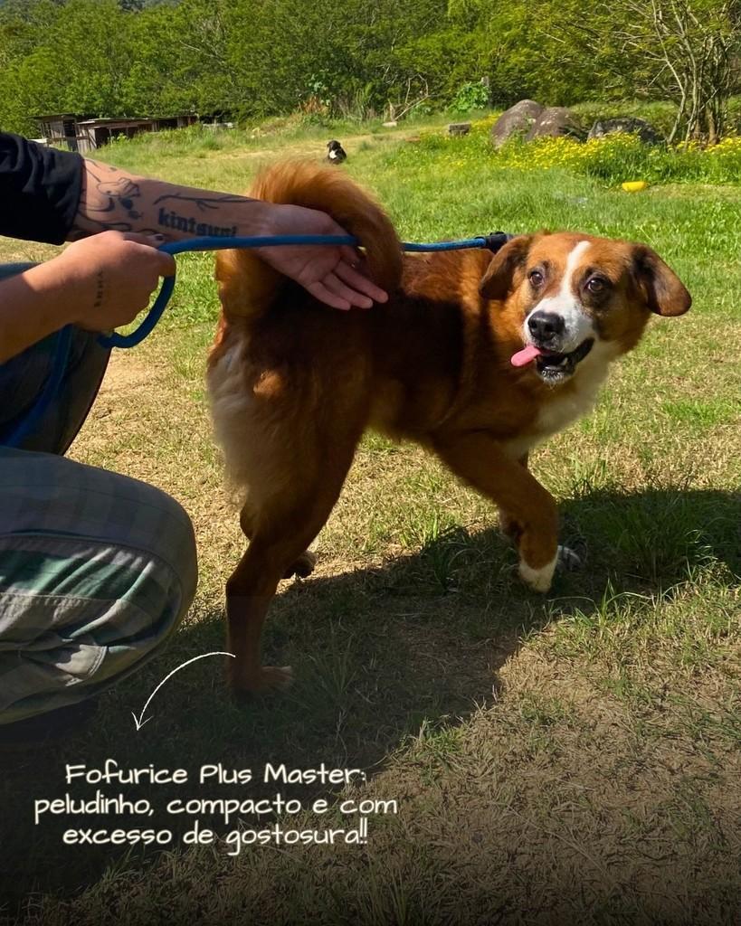 Ravi, cachorro de porte médio para adoção em Porto Alegre - RS — foto 5 de 8