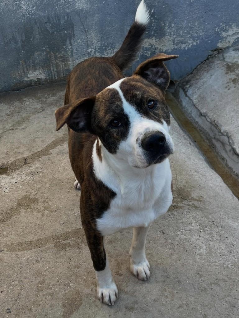 Sansão, cachorro de porte médio para adoção em Campo Limpo Paulista - SP