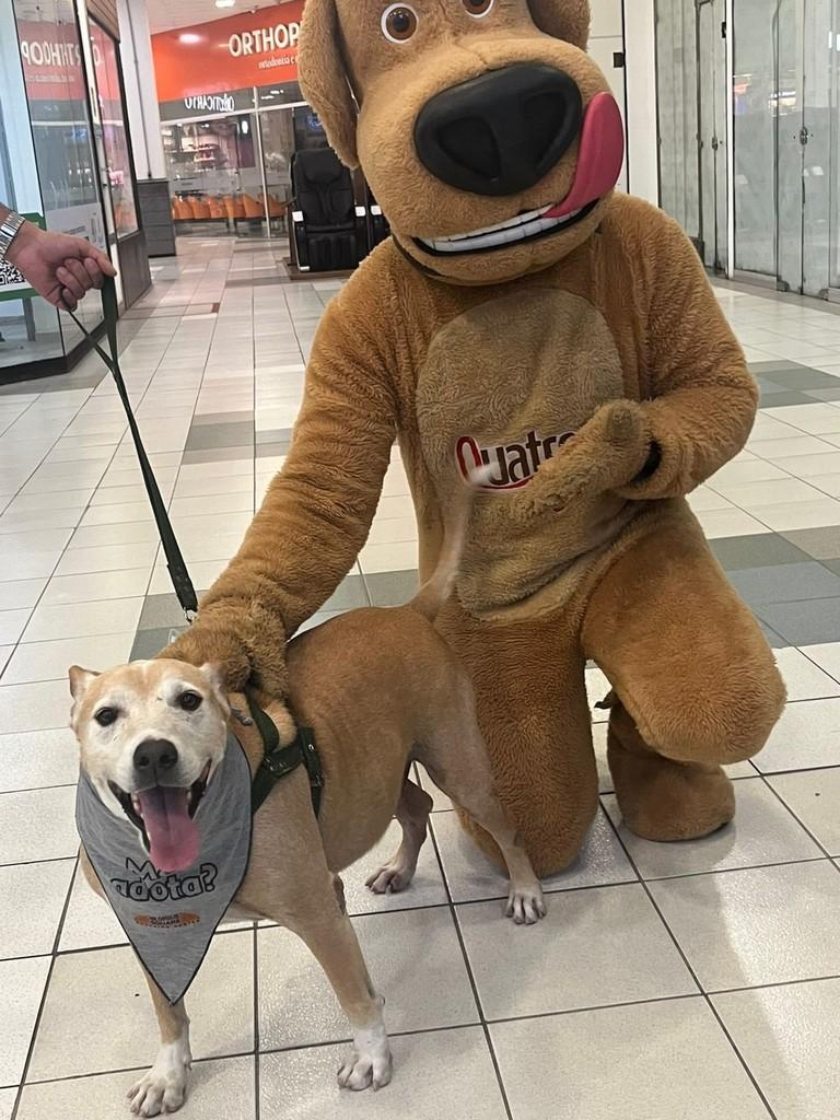 Bruce, cachorro de porte pequeno para adoção em Nilópolis - RJ