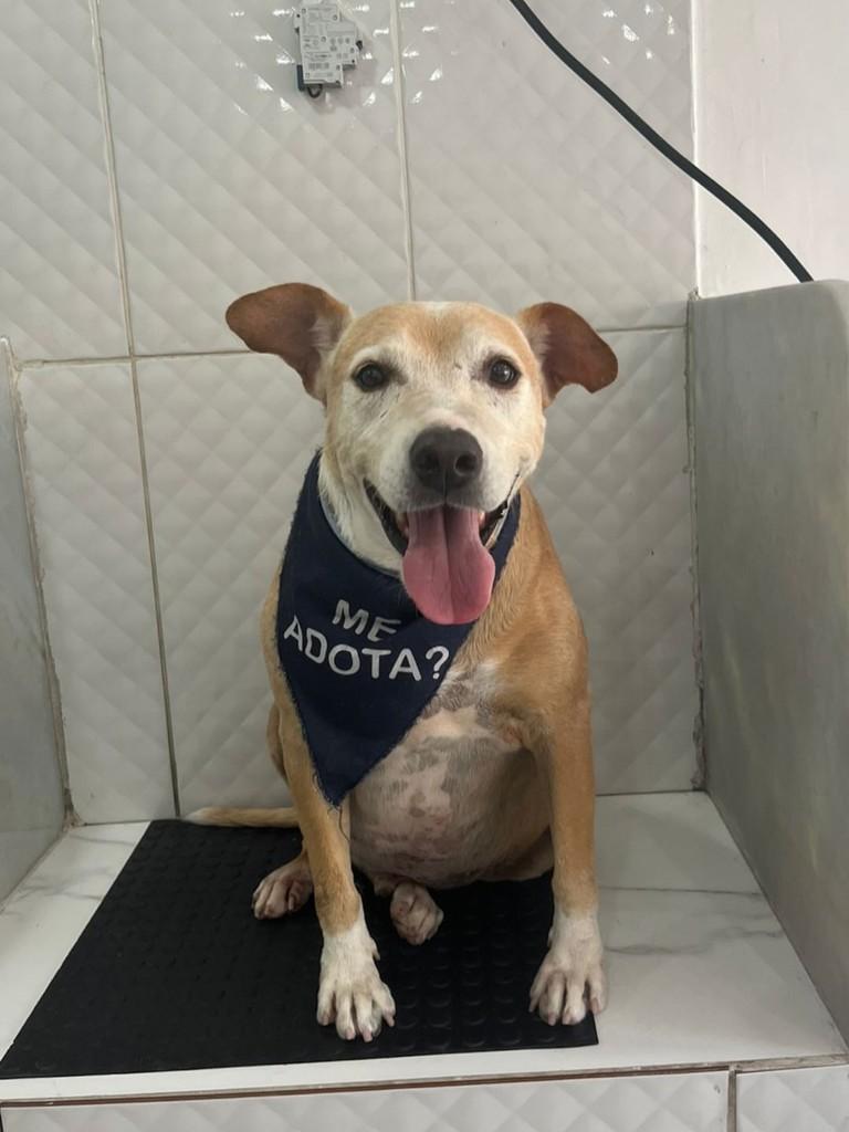 Bruce, cachorro de porte pequeno para adoção em Nilópolis - RJ — foto 2 de 2