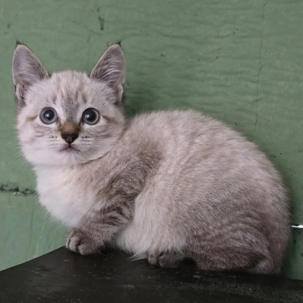 Tom, gato de porte pequeno para adoção em Ponte Nova - MG