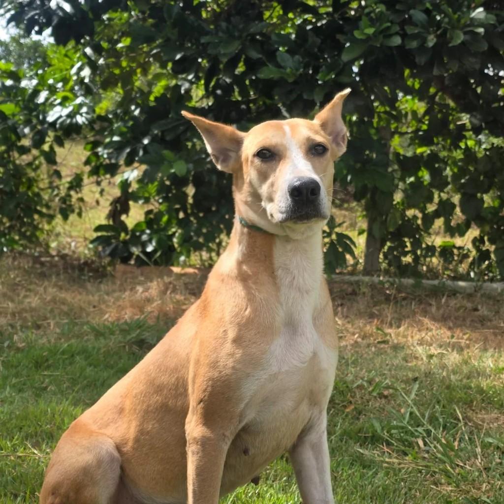 Kiara, cadela de porte médio para adoção em Ponte Nova - MG