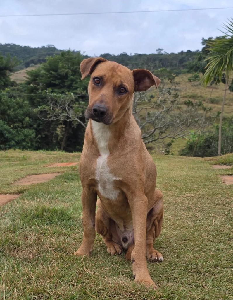 Thomas, cachorro de porte médio para adoção em Ponte Nova - MG