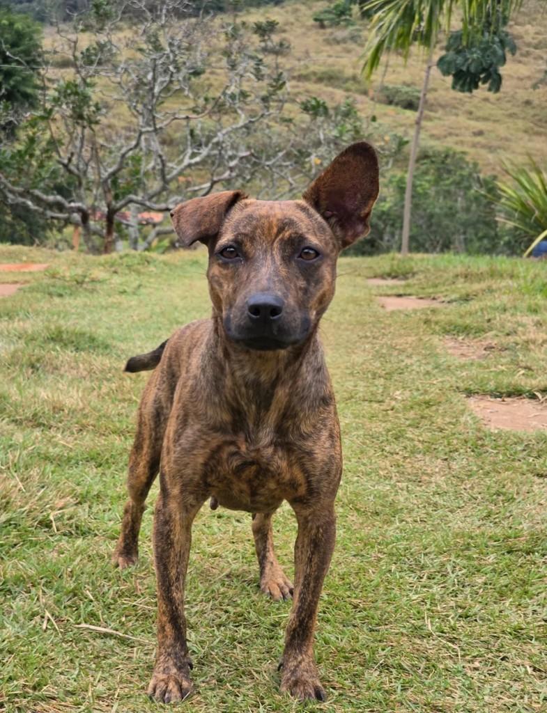 Nala, cachorro de porte médio para adoção em Ponte Nova - MG