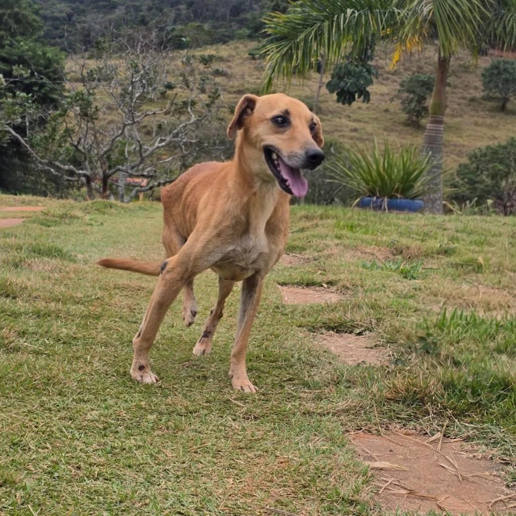 Zé Renato, cachorro de porte médio para adoção em Ponte Nova - MG