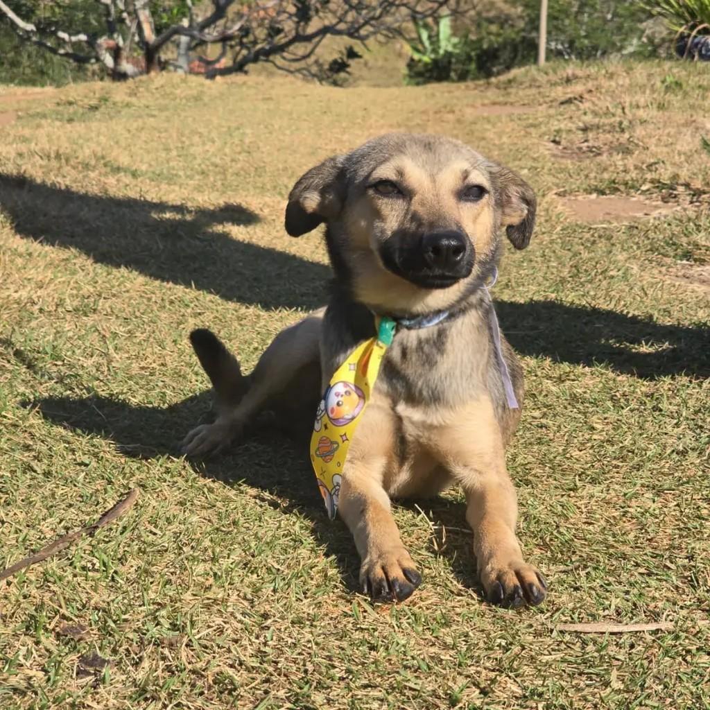 Dengos, cachorro de porte pequeno para adoção em Ponte Nova - MG