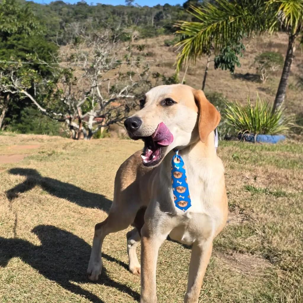 Beethoven, cachorro de porte médio para adoção em Ponte Nova - MG