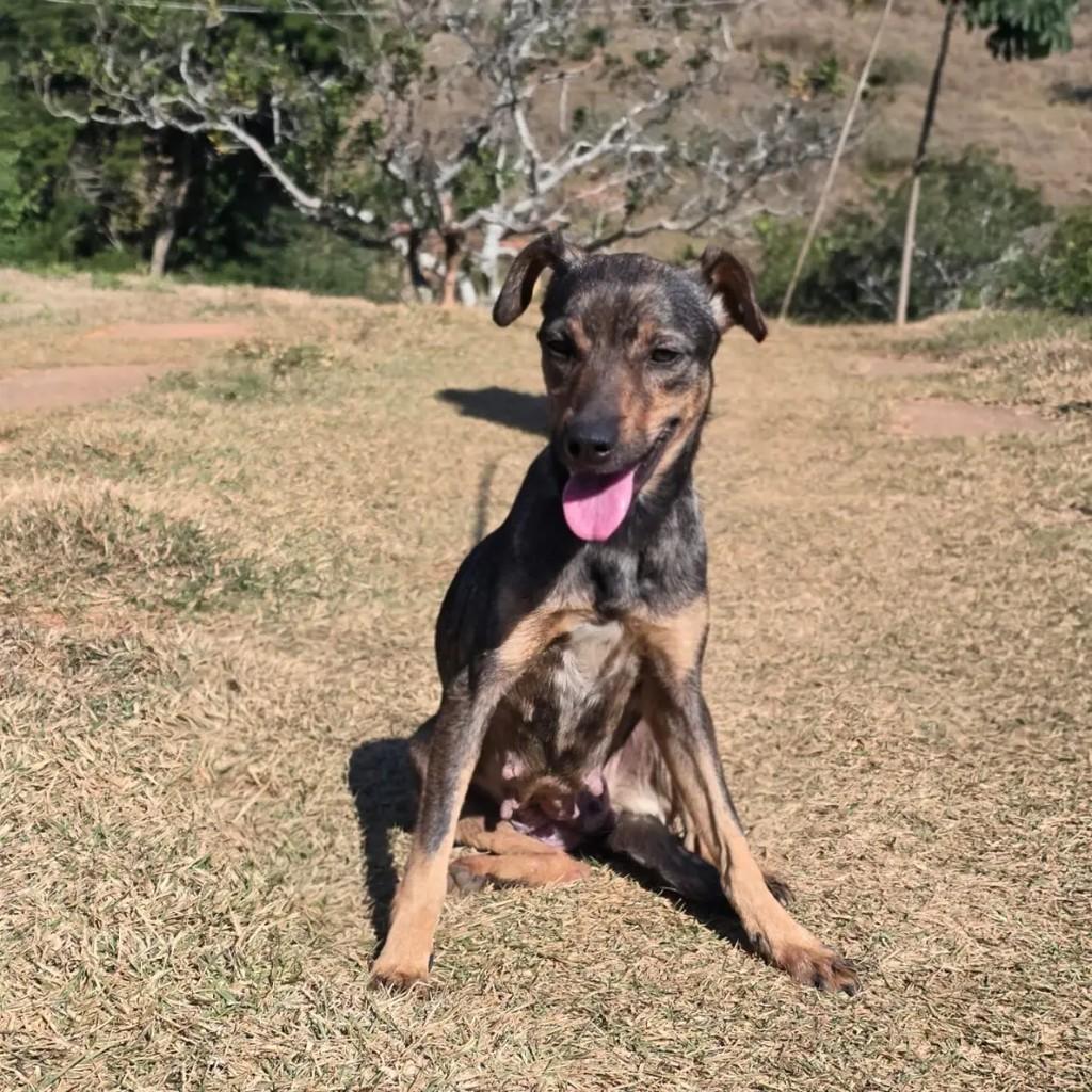 Margaret, cadela de porte pequeno para adoção em Ponte Nova - MG