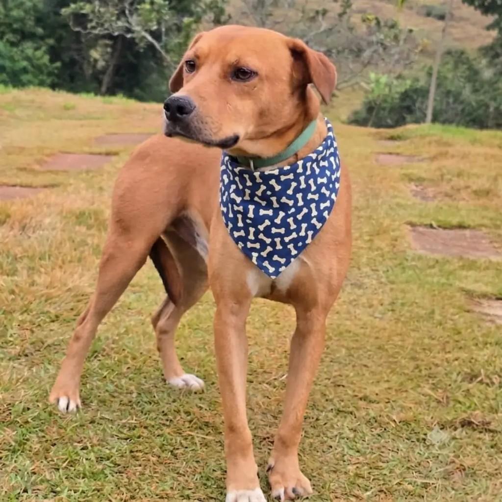 Jack, cachorro de porte médio para adoção em Ponte Nova - MG