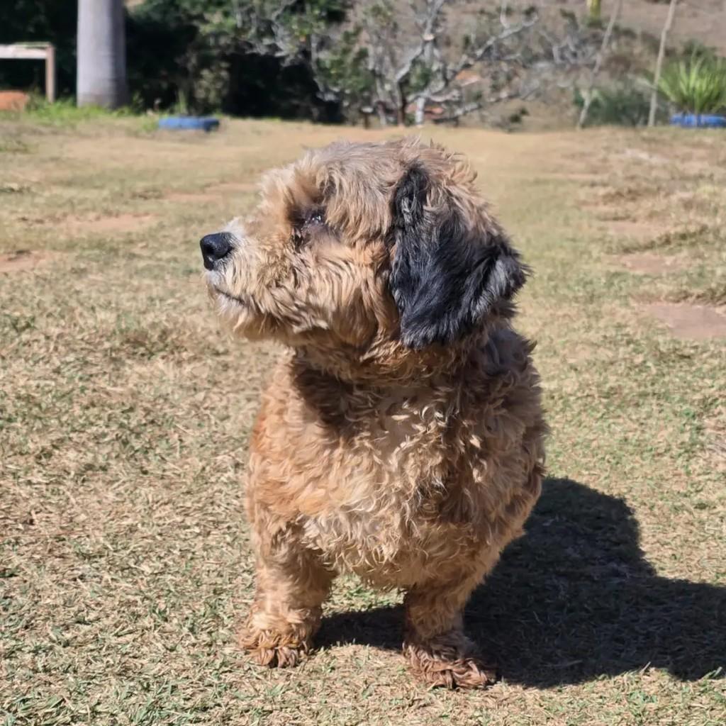 Max, cachorro de porte pequeno para adoção em Ponte Nova - MG