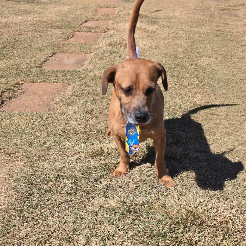 Rodolfo, cachorro de porte médio para adoção em Ponte Nova - MG