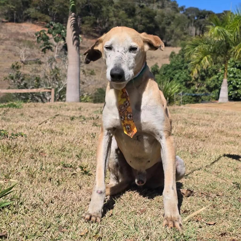 Edi, cachorro de porte médio para adoção em Ponte Nova - MG