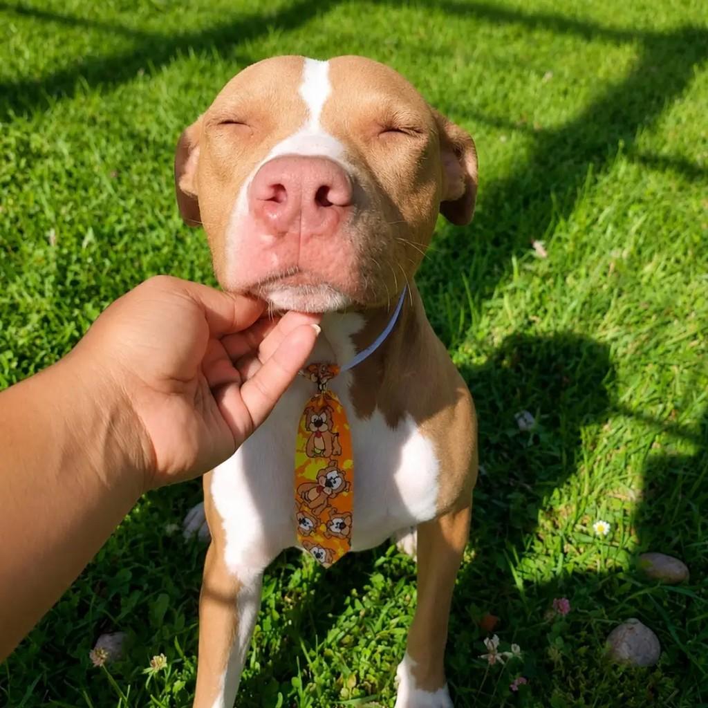 Chico, cachorro de porte grande para adoção em Ponte Nova - MG